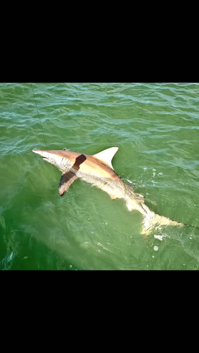 Extended trip of Brunswick Islands NC GOLF FAM ! Thanks to Pam Shaheen Let's Go Golf, Brunswick Islands Tourism Authority and Pineapple PR for a great day on the water. Oak Island Fishing Charters with Capt. MIKE!!! Alice  and I both caught a spinner shark and last cast hooked a full grown Black Tip. What a fight!!! So much 😁 😂 😀 😁 Special nod to Megan and Agnes for all your work. Southport and Oak Island are special places to visit within Brunswick Islands #couplesgoals #brunswickislandsgolf #brunswickislandsnc #brunswickislands #capefear