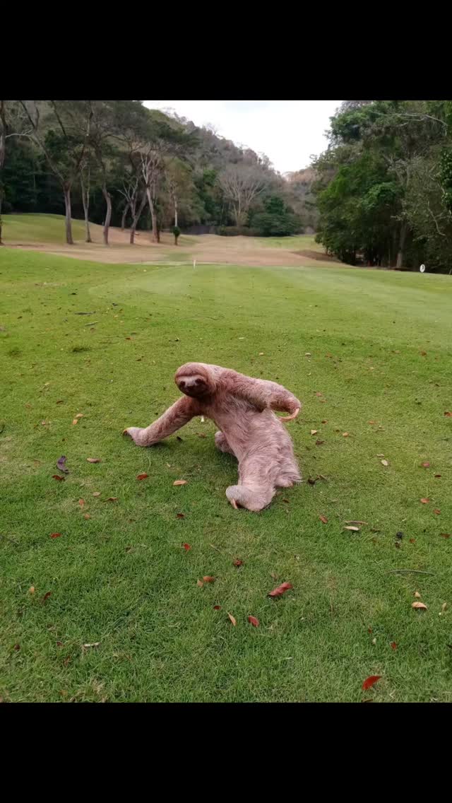 SAYING GOODBYE TO 2025 PART 2. These are some of our adventures, enjoy!! Four Seasons Nevis, European Waterways barge cruise in Scotland, La Iguana Golf Club at Marriott Los Suenos Costa Rica. Always a joy in Dominican Republic at PGA Oceansv4, Casa de Campo, Indian Wells, Palm Springs, Edinburgh and Inverness. Stay tuned, there's more!!#golfstagram #golfcontentnetwork #instagolf #couplesgoals #instagolfers
