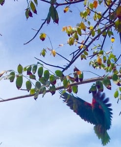 Abaco Parrot