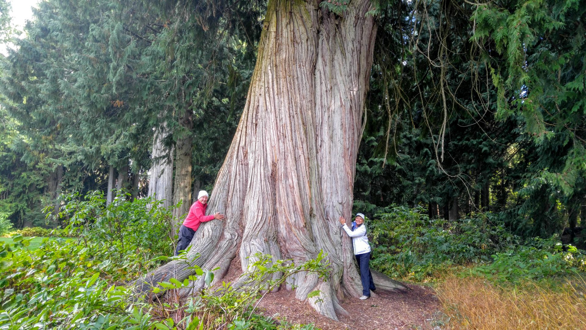Tree hugging in British Columbia