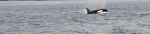 Orcas off of Vancouver Island