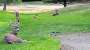 Deer enjoying golfers at Fairwinds Golf Club