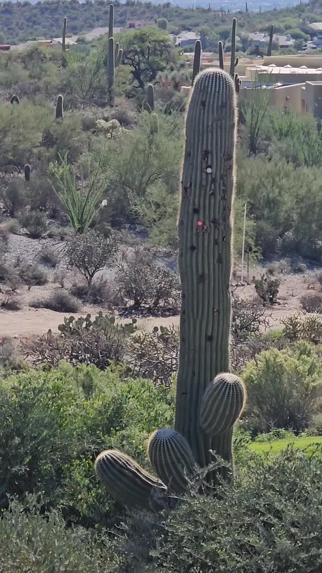 Starr Pass Golf Club in Tucson. The renovations are complete on the Pioneer, Palmer and Gambler. New bunkering and greens compliment the exceptional layout with panoramic views of downtown Tucson. Check out the Club at Starr Pass and the iconic JW MARRIOTT STARR PASS. 
We love our Vice Golf balls! Great performance without the price. Check out all the new products @vicegolf . Look for Black Friday specials and use savings code AGC for additional savings. Scary good deals!!! #golfcontentnetwork #golfstagram #instagolfers #instagolf #couplesgoals #instagolflife #golf #viceusa #vicegolf #couplesgolf #couplestravelgoals #couplesgoals #golfballsofinstagram #starrpass #marriottgolf #tucson #arizona #jwmarriott #golftips #travellife #discover #golfcourse