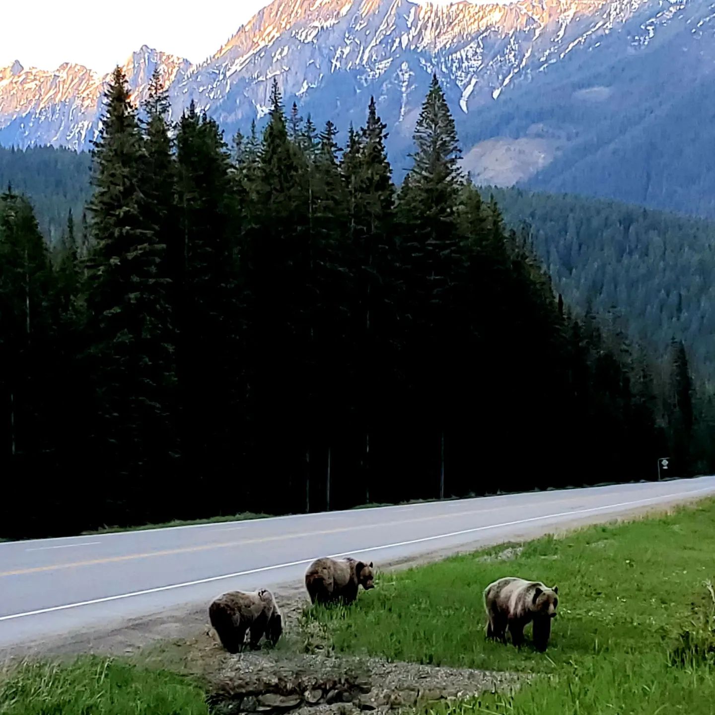 We had no problem letting this threesome play through. HA! Three Grizzlies strolling along the highway or anywhere else they want to go. Amazing animals. #grizzlies #alberta #golftrips #golf #nature #beautifuldestinations #travel #instacool #instagolf #vacations #canada #beardown