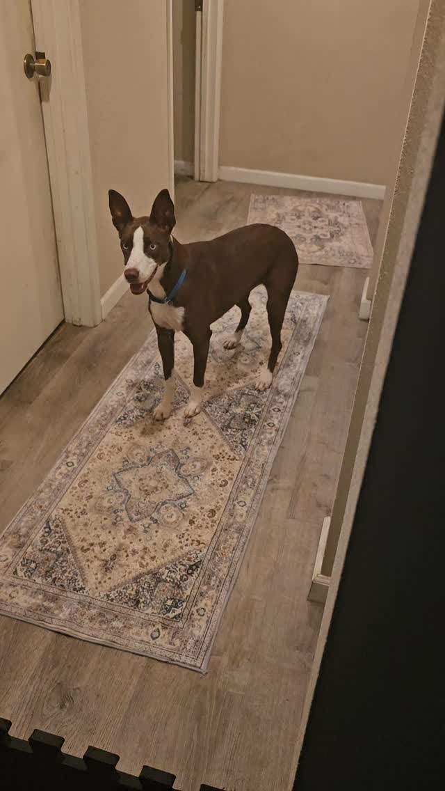 Ta da! Our son's DIY golf simulator is finally up and running with Ace Indoor Golf's custom impact screen and hitting mat by Fiber Built. It was a team effort akin to the Ryder Cup play, and thanks to GS Pro software, we're able to play Bethpage Black, Pebble,  Augusta, and hundreds more look-alike courses. Fun practice in spite of any weather and no flights required. #golfstagram #golfcontentnetwork #instagolf #couplesgoals #instagolfers #golf #indoorgolf #acegolf #golfsimulator #golfing #golftips #golfers #golfandfun #viceusa #family #golftraining