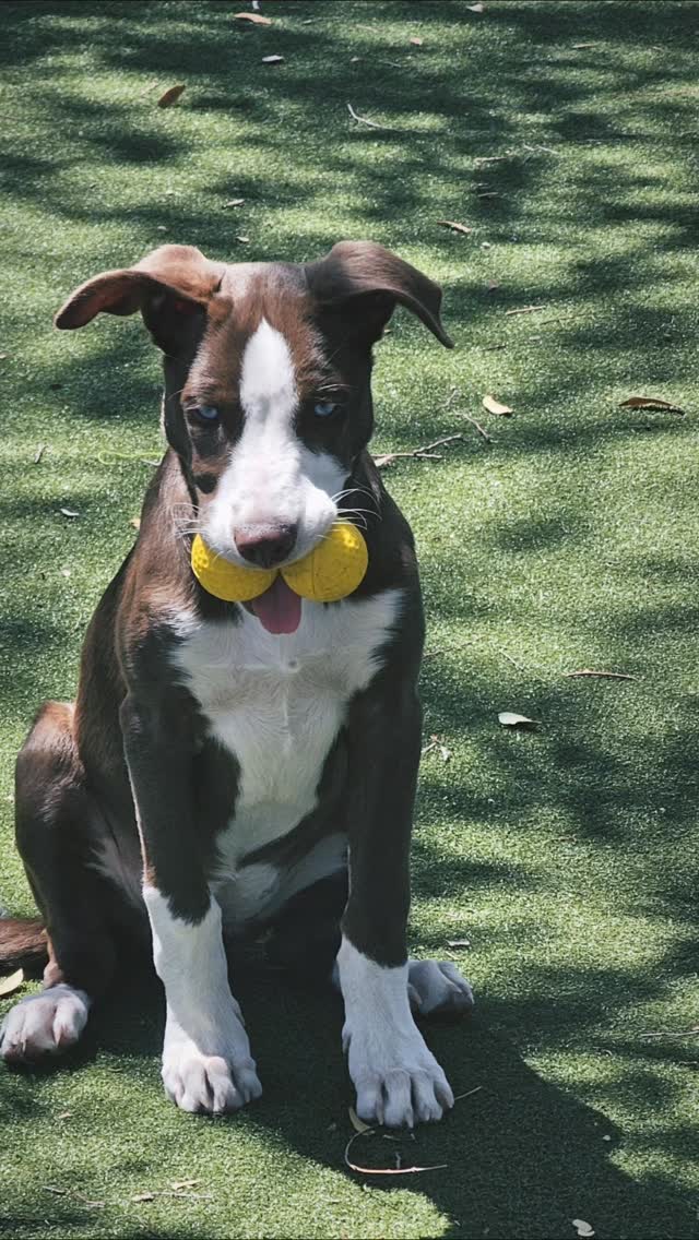 Vice is nice and our first golf ball choice on any golf course, but when golfing with Bella, our son's short haired border collie, almostGolf balls best fit the bill.
Great for back yard chipping practice while exercising the pup, there's no fear of canine tooth chipping.
For both @Vice and @almostGolf balls, use code AGC at checkout for a discount.
#almostGolf #vicegolf #golfstagram
#golfcontentnetwork #instagolf #couplesgoals #instagolfers #golf #instagolflife #golfdogsofinstagram #golfdogsrule⛳️ #golfdogs #holidays