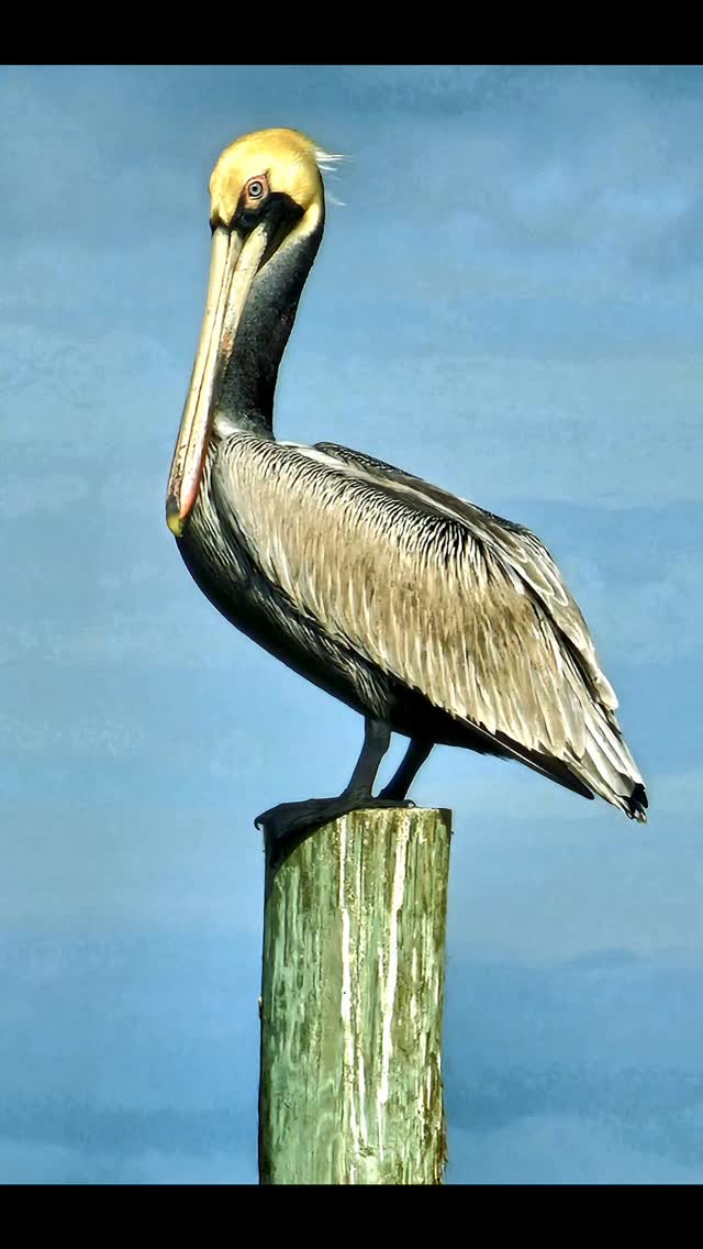 Great time as always in Daytona Beach after the PGA SHOW. The 24 hours of Daytona was in full swing. Weather warmed for relaxing stroll on the beach. The Rose Villa in Ormond Beach is a must stop dinner favorite.
We enjoyed our last day with a round at Halifax Plantation and went to Top of Daytona with 360 degree views of Beach and Halifax River. It's good to be back in Arizona, since temps dropped into 20"s at Daytona and 80's at home.#golfstagram #golfcontentnetwork #instagolf #beautifuldestinations #golf